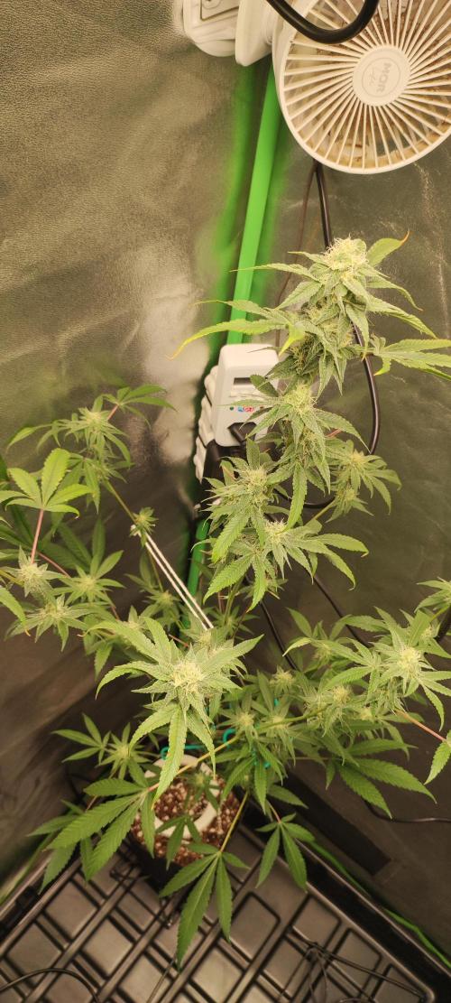 Strawberry Cough. Week 10