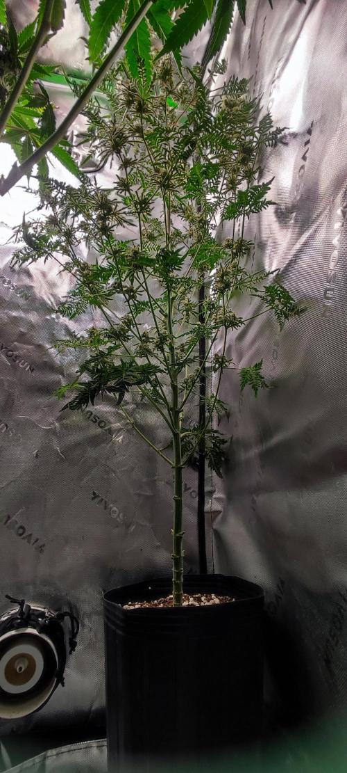 Freakshow. Week 12