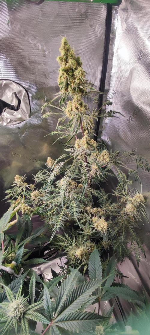 Freakshow. Week 12