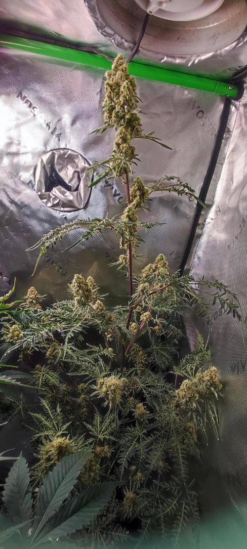 Freakshow. Week 12