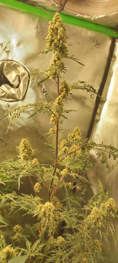 Freakshow. Week 12