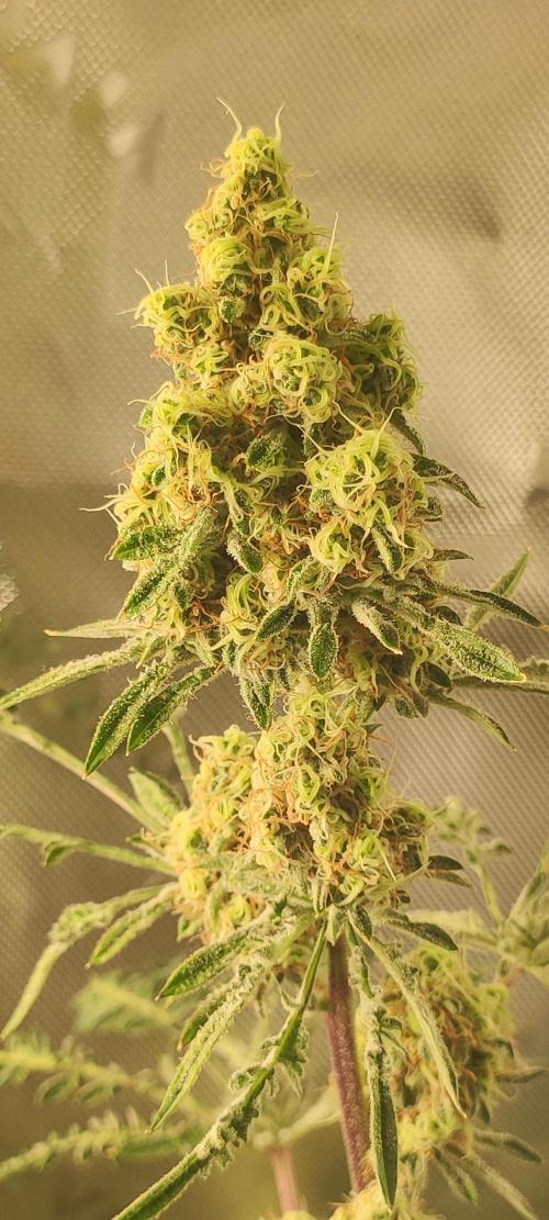 Freakshow. Week 12