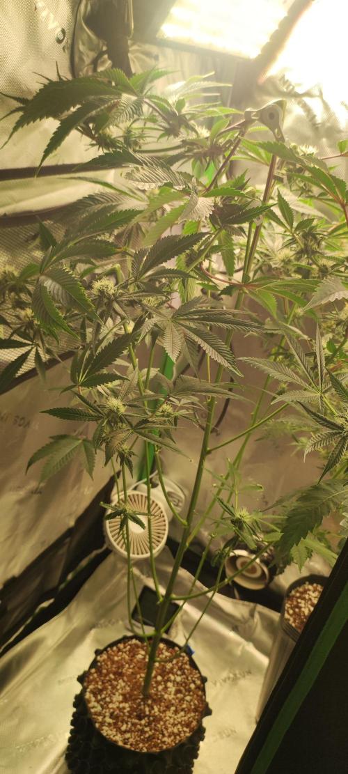 Mimosa #1. Week 9