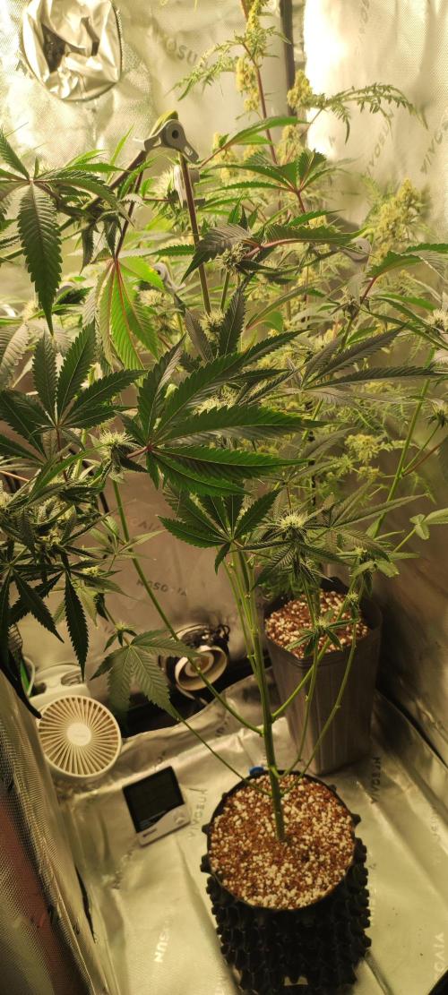 Mimosa #1. Week 9