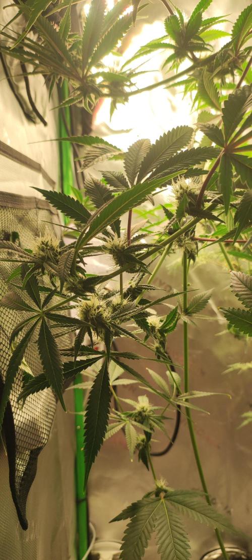 Mimosa #1. Week 9
