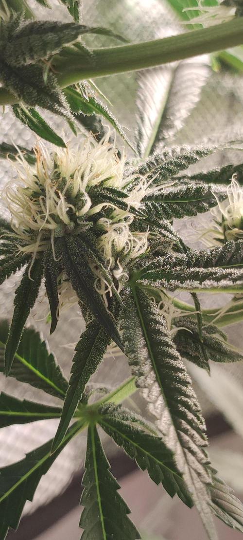 Mimosa #1. Week 9