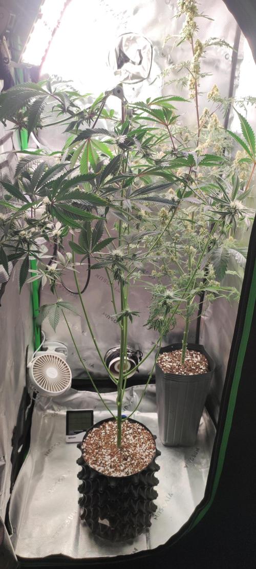 Mimosa #1. Week 9