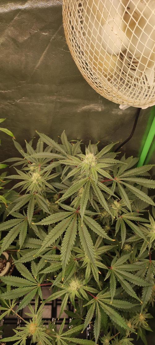 Garlotti #1. Week 9