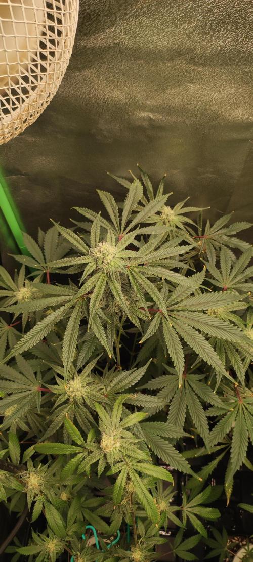 Garlotti #1. Week 9