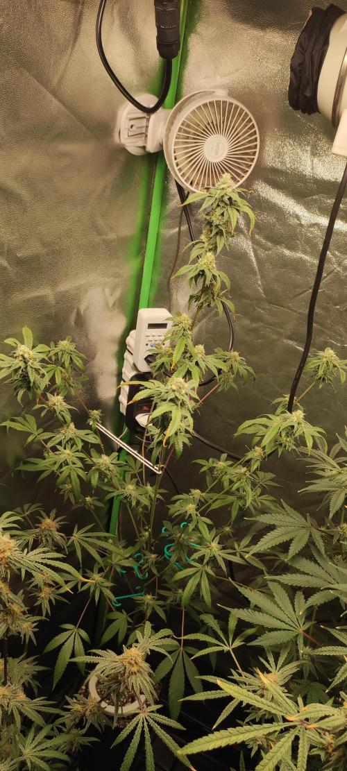Strawberry Cough. Week 11
