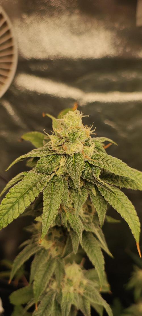 Strawberry Cough. Week 11