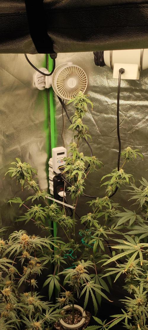 Strawberry Cough. Week 11
