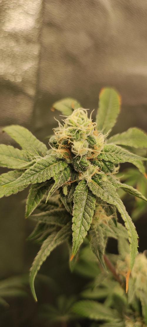 Strawberry Cough. Week 11