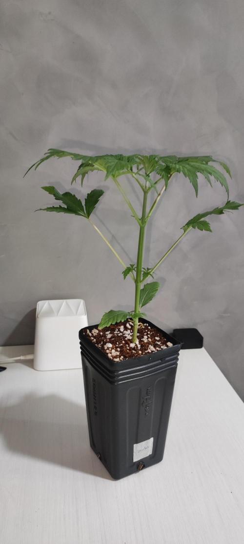 Sherbet. Week 2