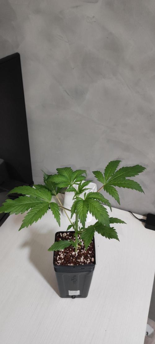 Sherbet. Week 2