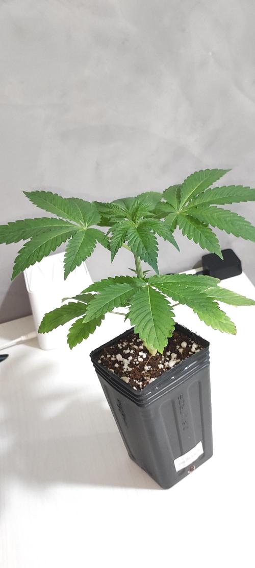 Gorilla Candy. Week 2