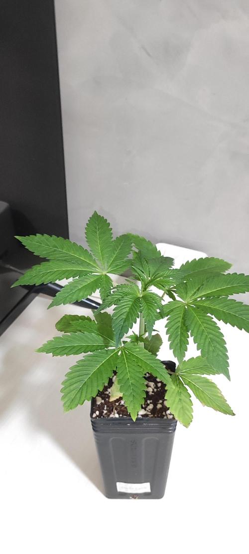 Gorilla Candy. Week 2