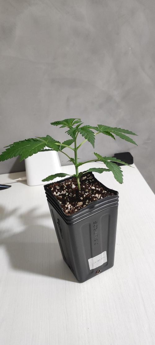 Grape Pie. Week 2