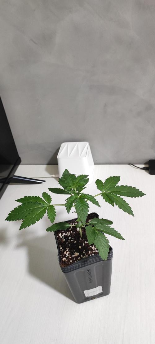 Grape Pie. Week 2