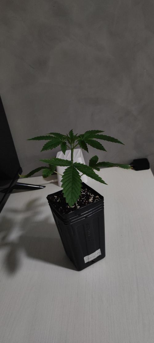 Wedding Cake. Week 2