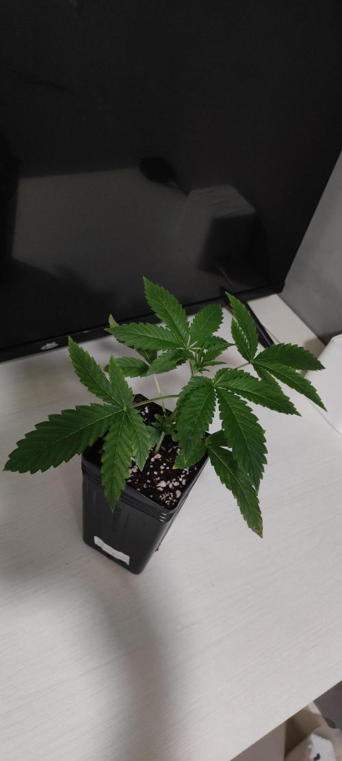 Wedding Cake. Week 2