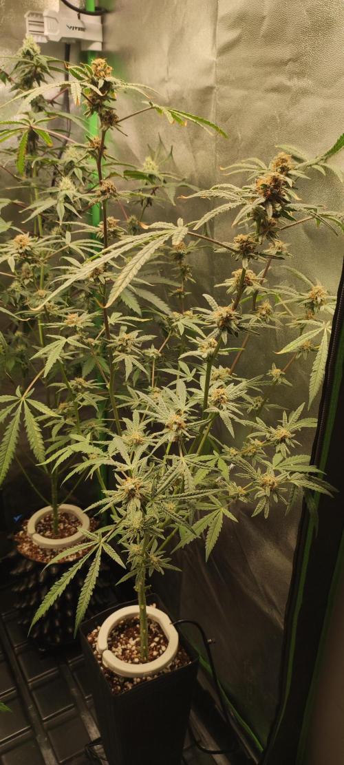 Julieta. Week 13