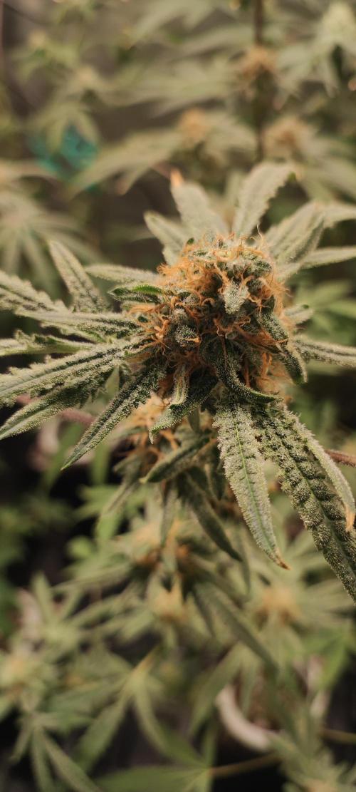 Julieta. Week 13