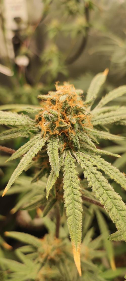 Julieta. Week 13