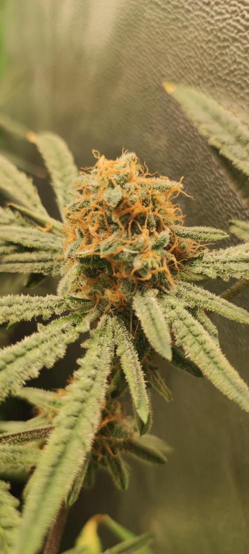 Julieta. Week 13