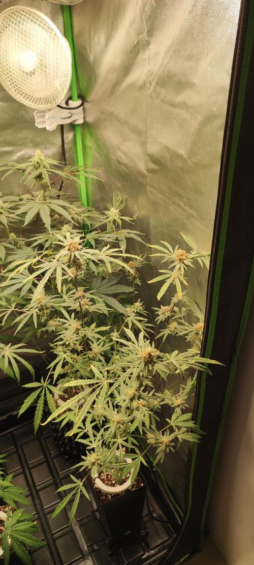 Julieta. Week 13