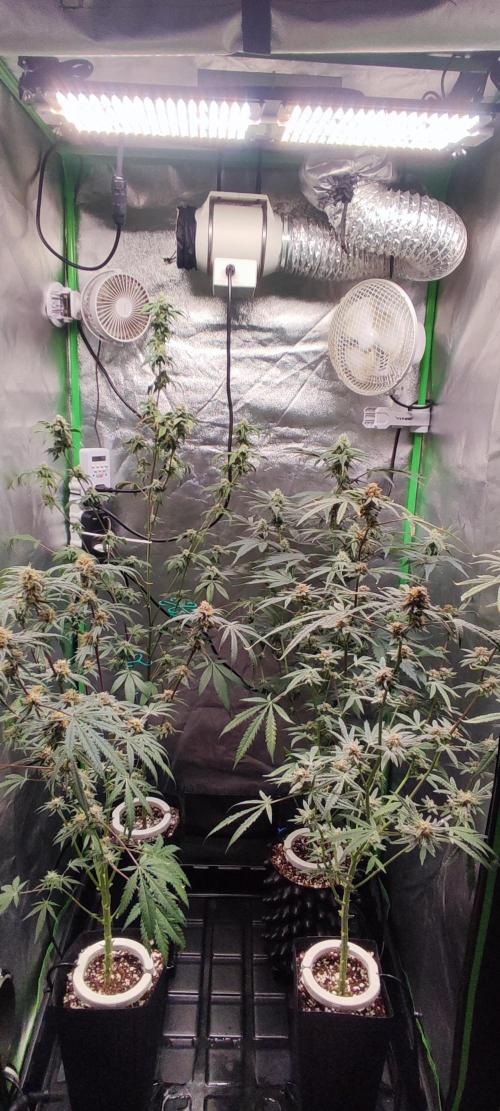 Julieta. Week 13