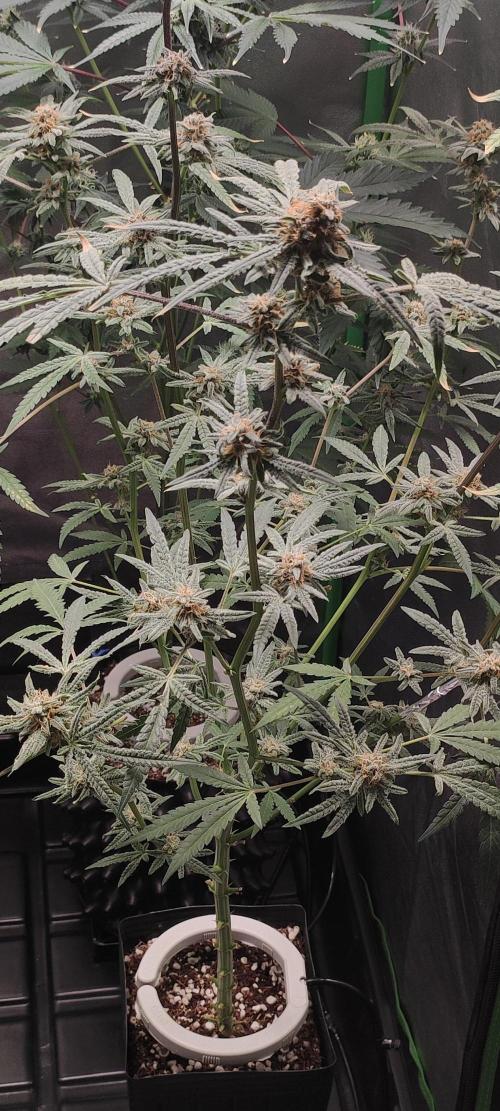 Julieta. Week 13