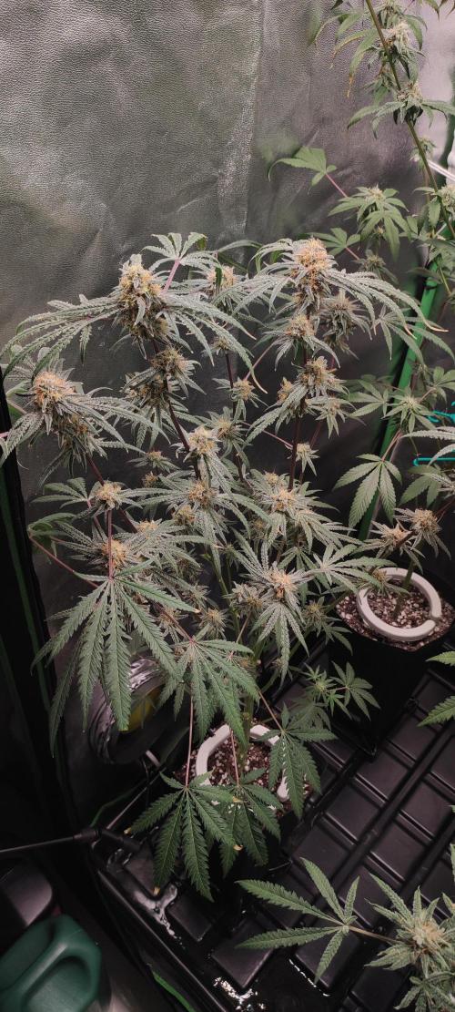 White Widow x Freakshow. Week 13