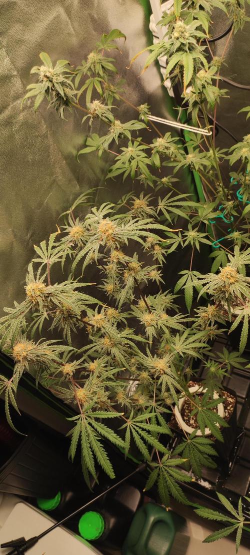 White Widow x Freakshow. Week 13