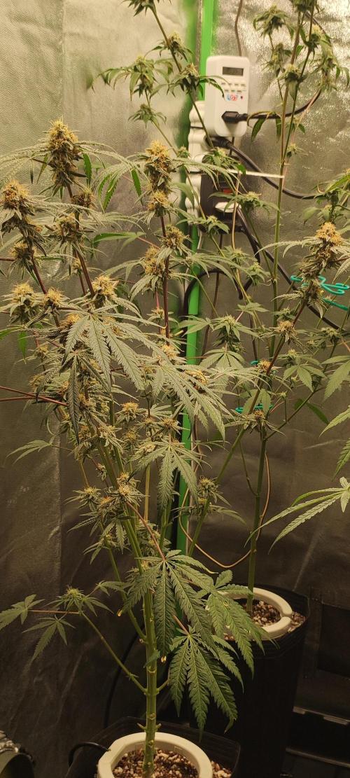 White Widow x Freakshow. Week 13
