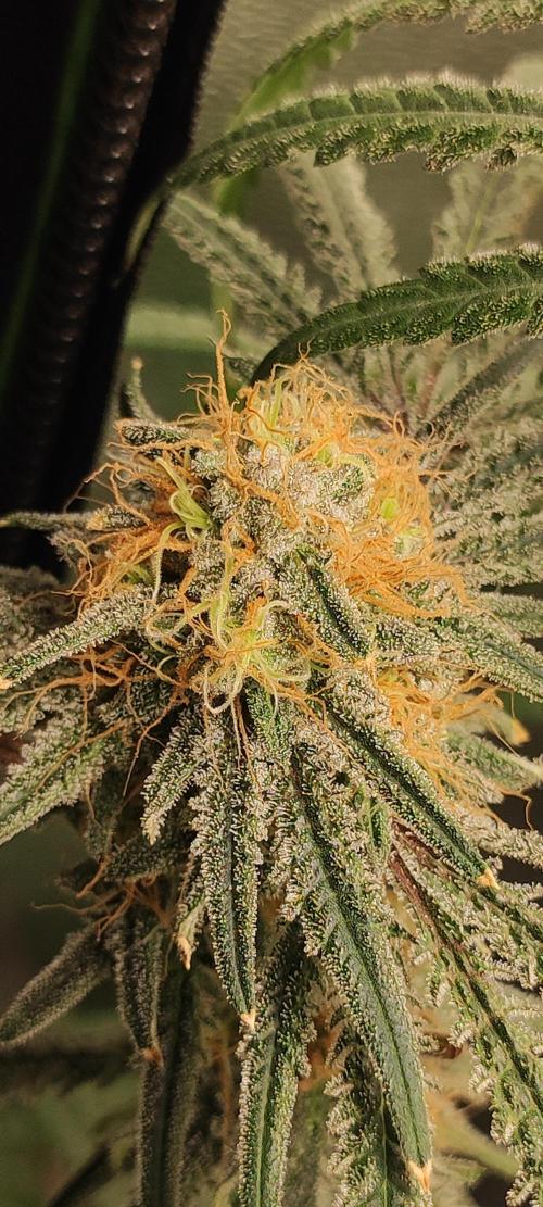 White Widow x Freakshow. Week 13
