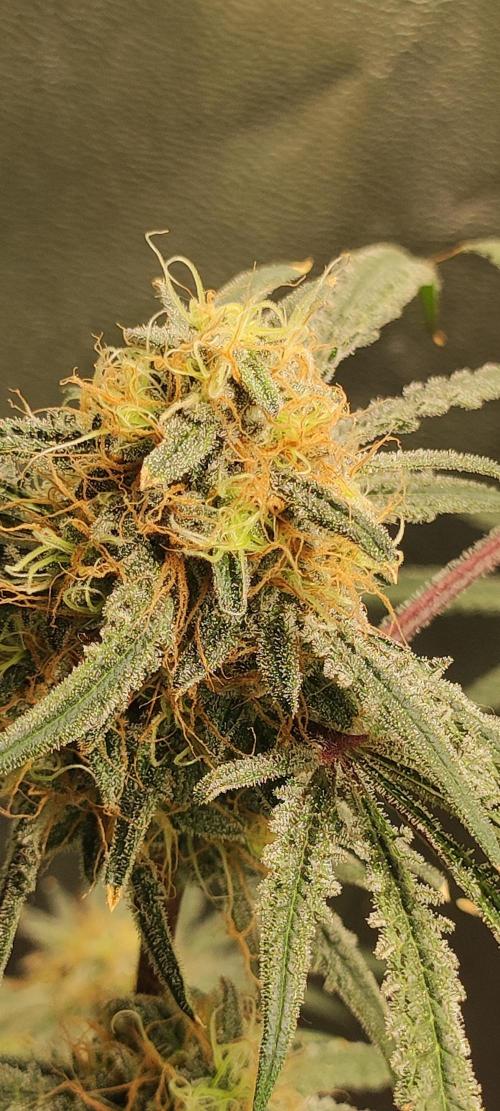 White Widow x Freakshow. Week 13