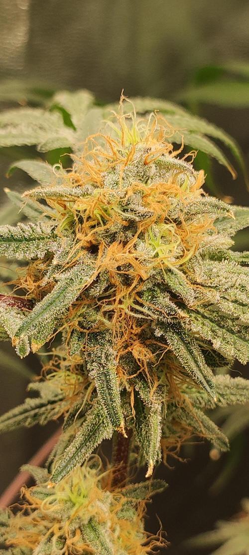 White Widow x Freakshow. Week 13
