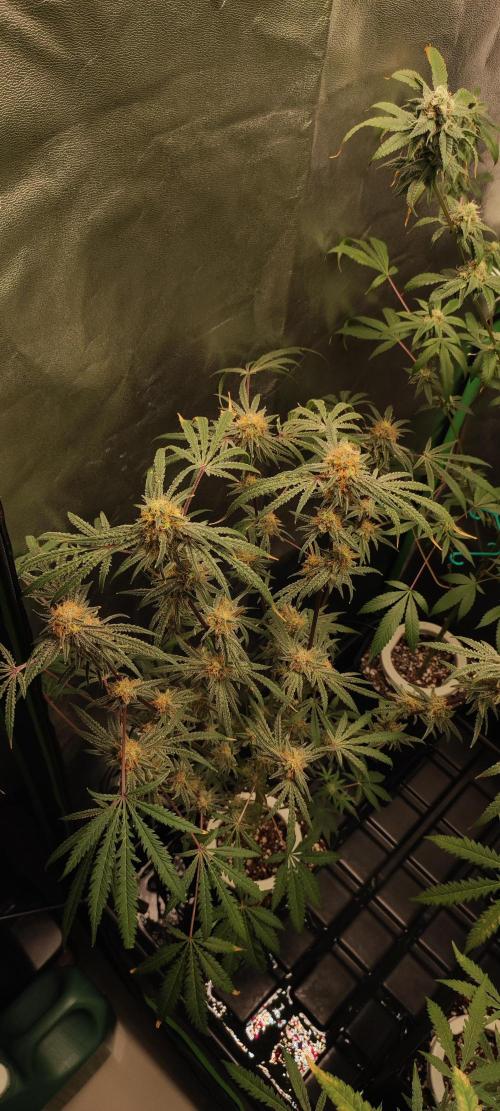 White Widow x Freakshow. Week 13