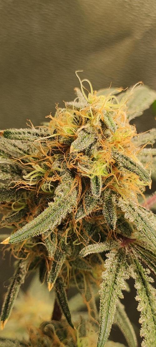 White Widow x Freakshow. Week 13