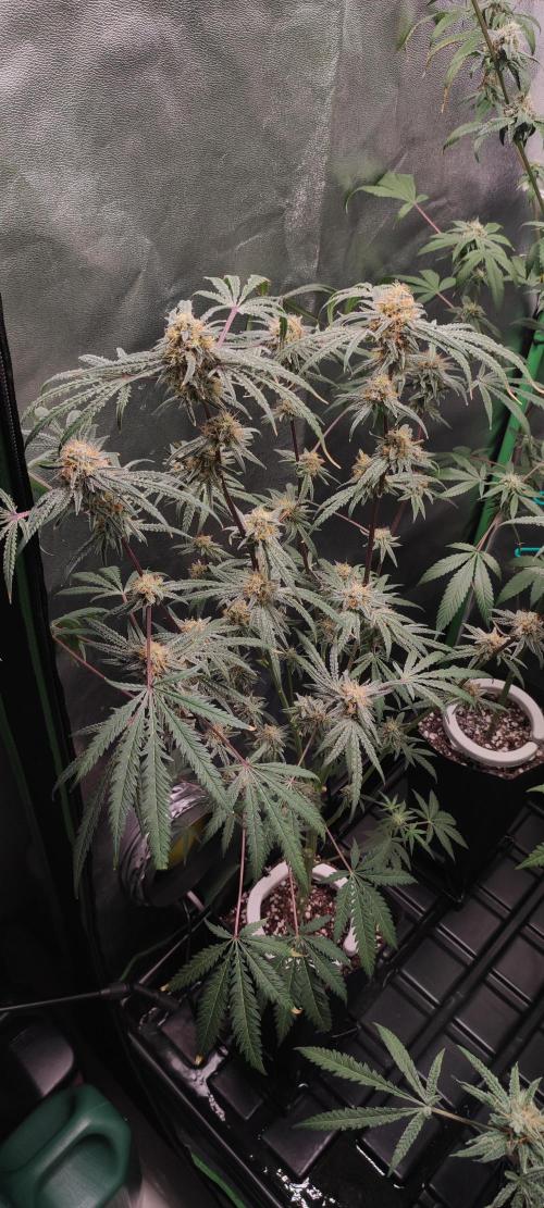 White Widow x Freakshow. Week 13
