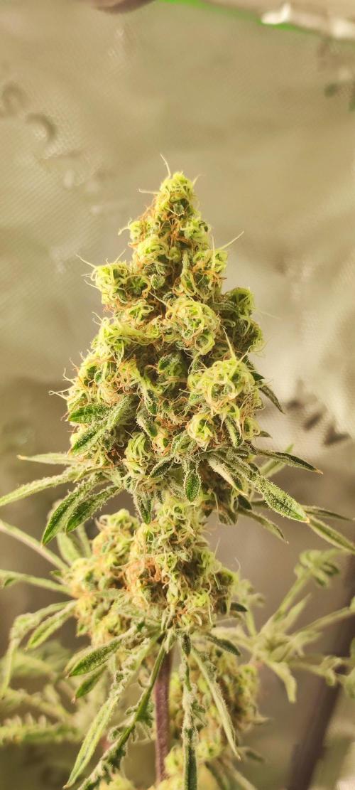 Freakshow. Week 13