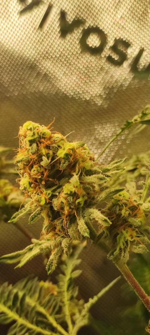 Freakshow. Week 13