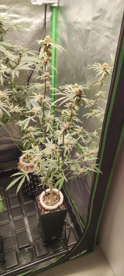 Julieta. Week 14