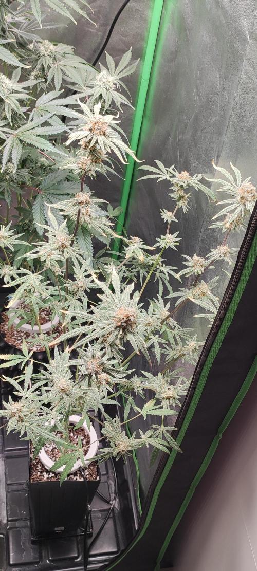 Julieta. Week 14
