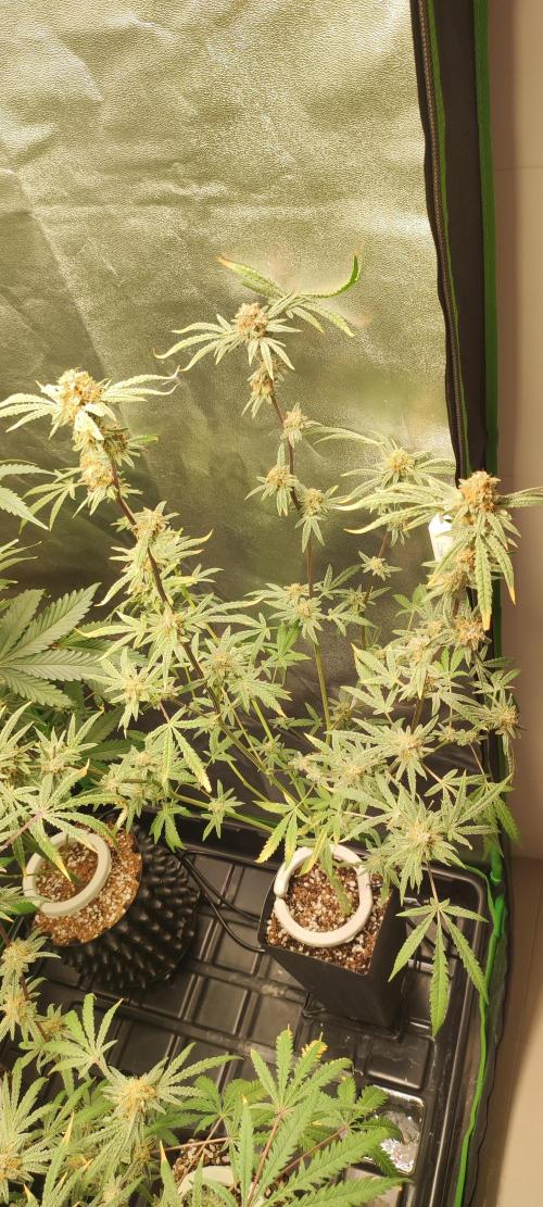Julieta. Week 14