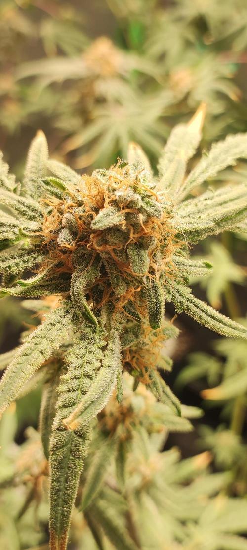 Julieta. Week 14
