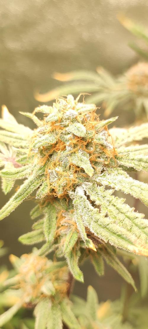 Julieta. Week 14