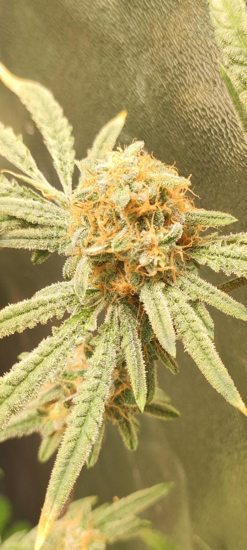 Julieta. Week 14