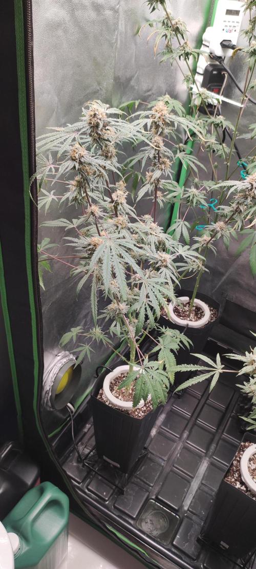 White Widow x Freakshow. Week 14